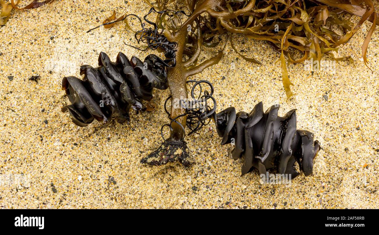 Deux cas d'oeufs de requins de la famille Heterodontidae requin échoué attaché aux algues trouvés sur la plage. Port Jackson Heterodontus Requin, portusj Banque D'Images