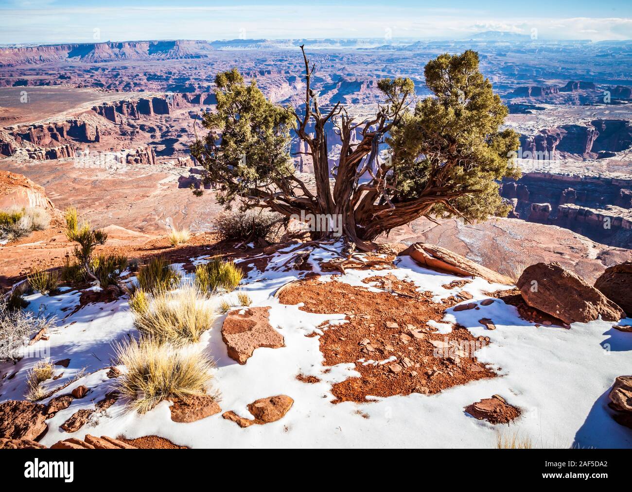 Un vieil arbre Juniper sur le bord d'un gigantesque canyon, Canyonlands National Park, Île dans le ciel, de l'Utah, USA. Les Blue Mountains ou Montagnes Abajo semblent i Banque D'Images