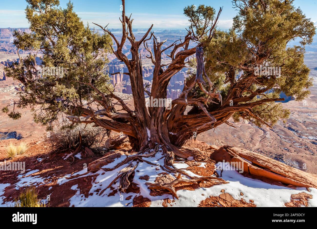 Un vieil arbre Juniper sur le bord d'un gigantesque canyon, Canyonlands National Park, Île dans le ciel, de l'Utah, USA. Banque D'Images