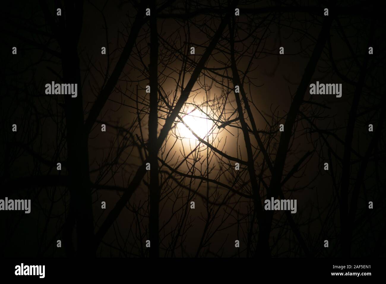Lune d'hiver dans les arbres Banque D'Images