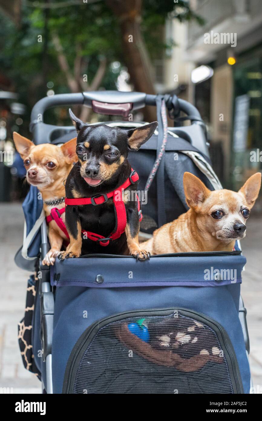 Trois petits chiens Chihuahua placé sur un chariot à l'extérieur Banque D'Images