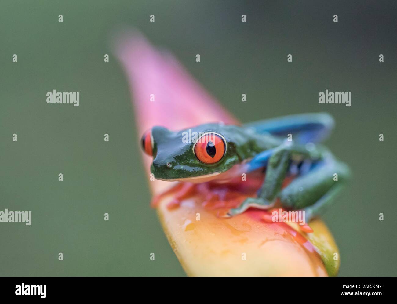 Une grenouille arboricole aux yeux rouges au Costa Rica Banque D'Images