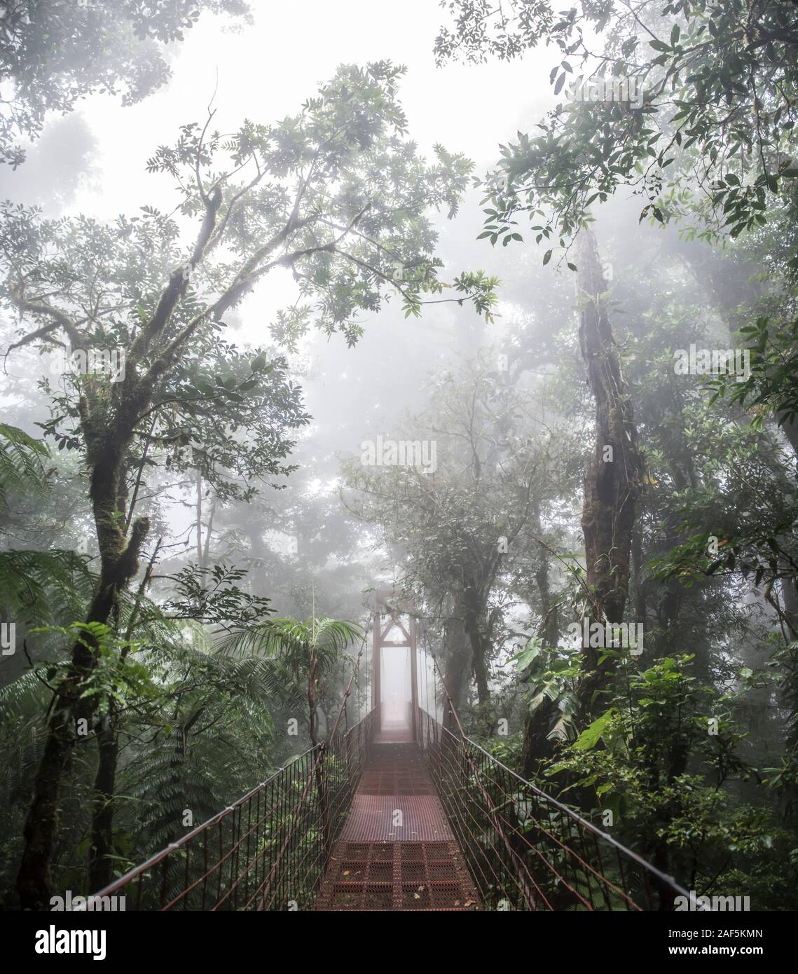 Un pont dans la Forêt Nuageuse de Monteverde Costa Rica réserve biologique Banque D'Images
