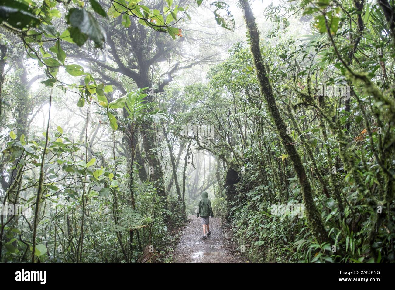 Un garçon marche un sentier dans la Réserve Biologique de Monteverde, Costa Rica. Banque D'Images