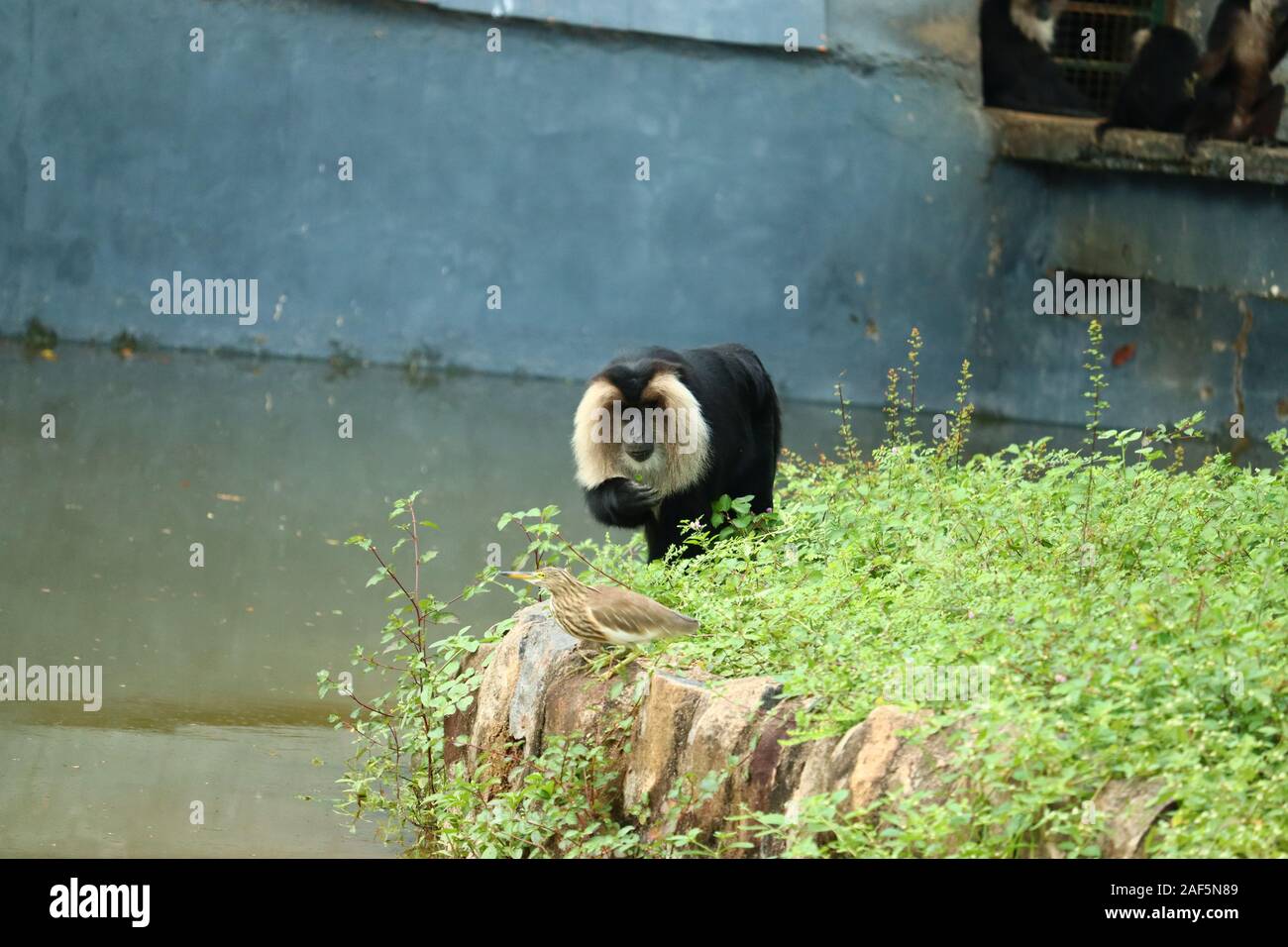 Portrait de lion-tailed Macaque, Macaca silène. Funny monkey, face à face. Fond vert clair Banque D'Images