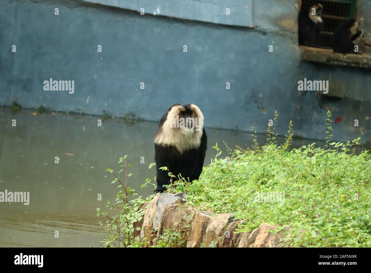 Portrait de lion-tailed Macaque, Macaca silène. Funny monkey, face à face. Fond vert clair.Lion macaque à queue assis Banque D'Images