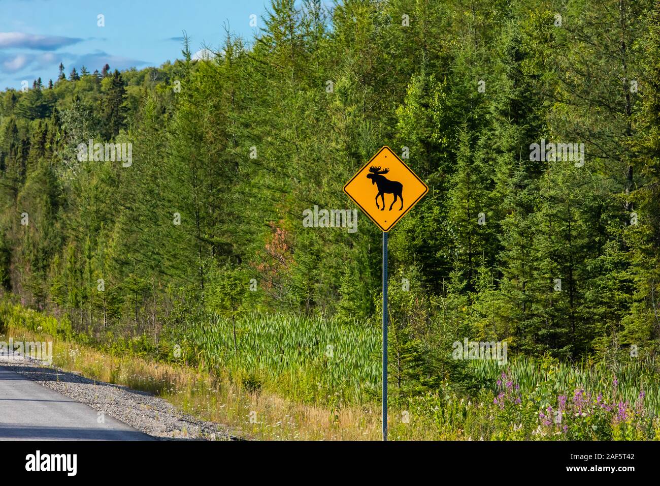 Avertissement de moose crossing sign, jaune d'avertissement apposés sur les routes de la route, selective focus voir avec les arbres forestiers contexte Banque D'Images