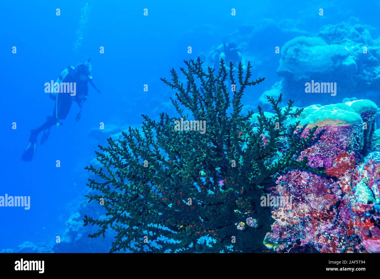 Tubastraea micrantha, est également connu sous le nom de soleil noir corail, quelles habitudes l'océan du sud.Ils sont non photosynthétiques. Ainsi, pour obtenir des aliments comme le plancton dans Banque D'Images