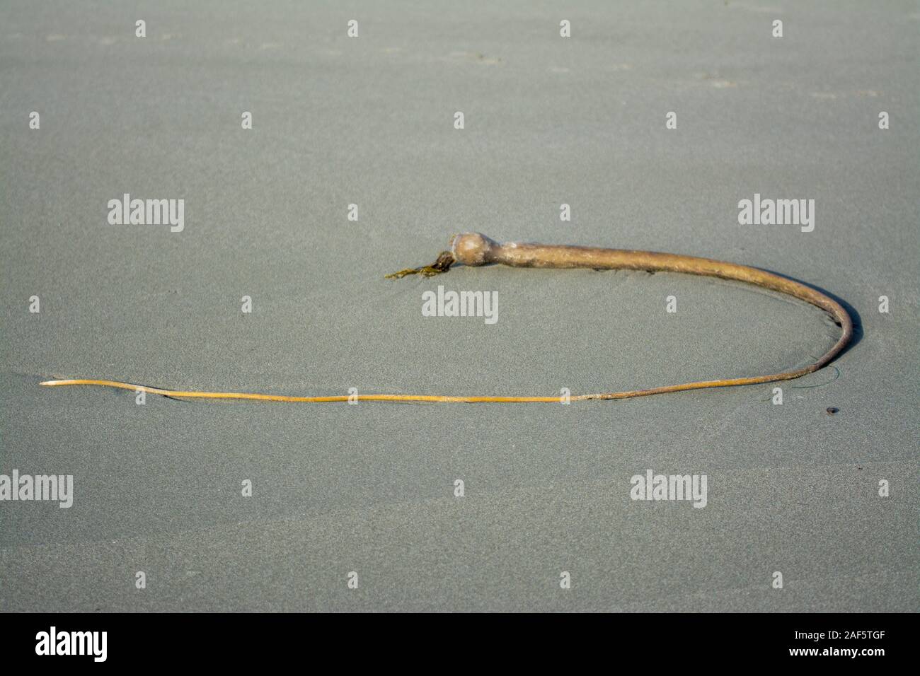 Bull kelp géant sont rejetés sur la rive Banque D'Images