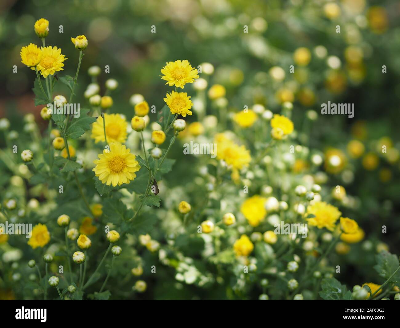 Chrysanthème fleur jaune dans la nature de l'arrière-plan flou Nom scientifique Chrysanthemum morifolium Ramat Banque D'Images