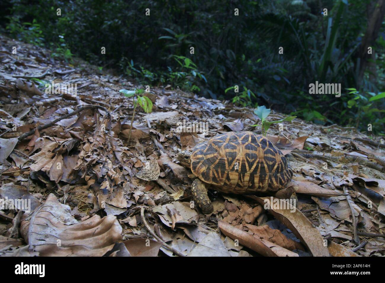 L'Indien (tortue Geochelone elegans) autour de l'itinérance Banque D'Images