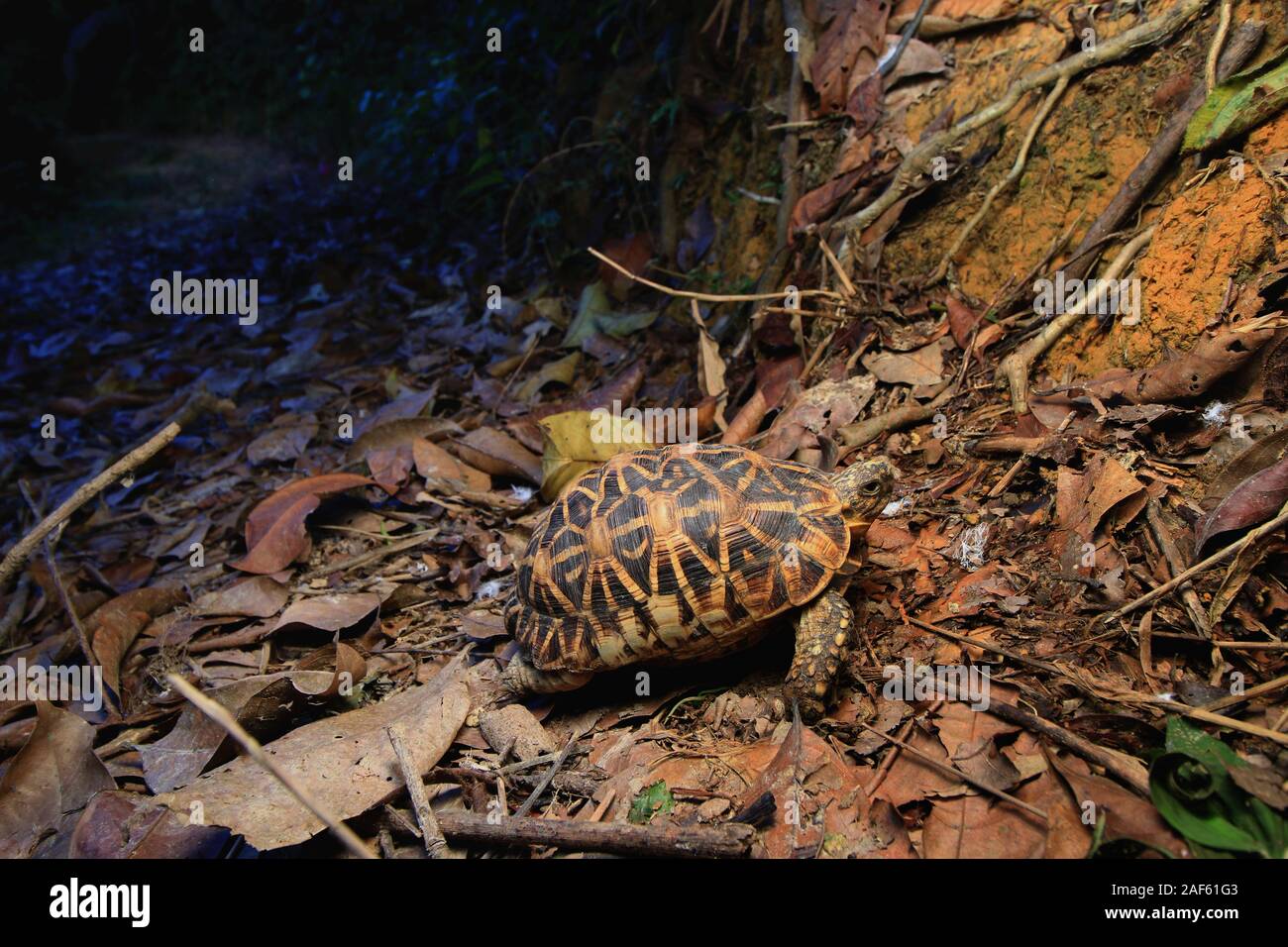 L'Indien (tortue Geochelone elegans) autour de l'itinérance Banque D'Images