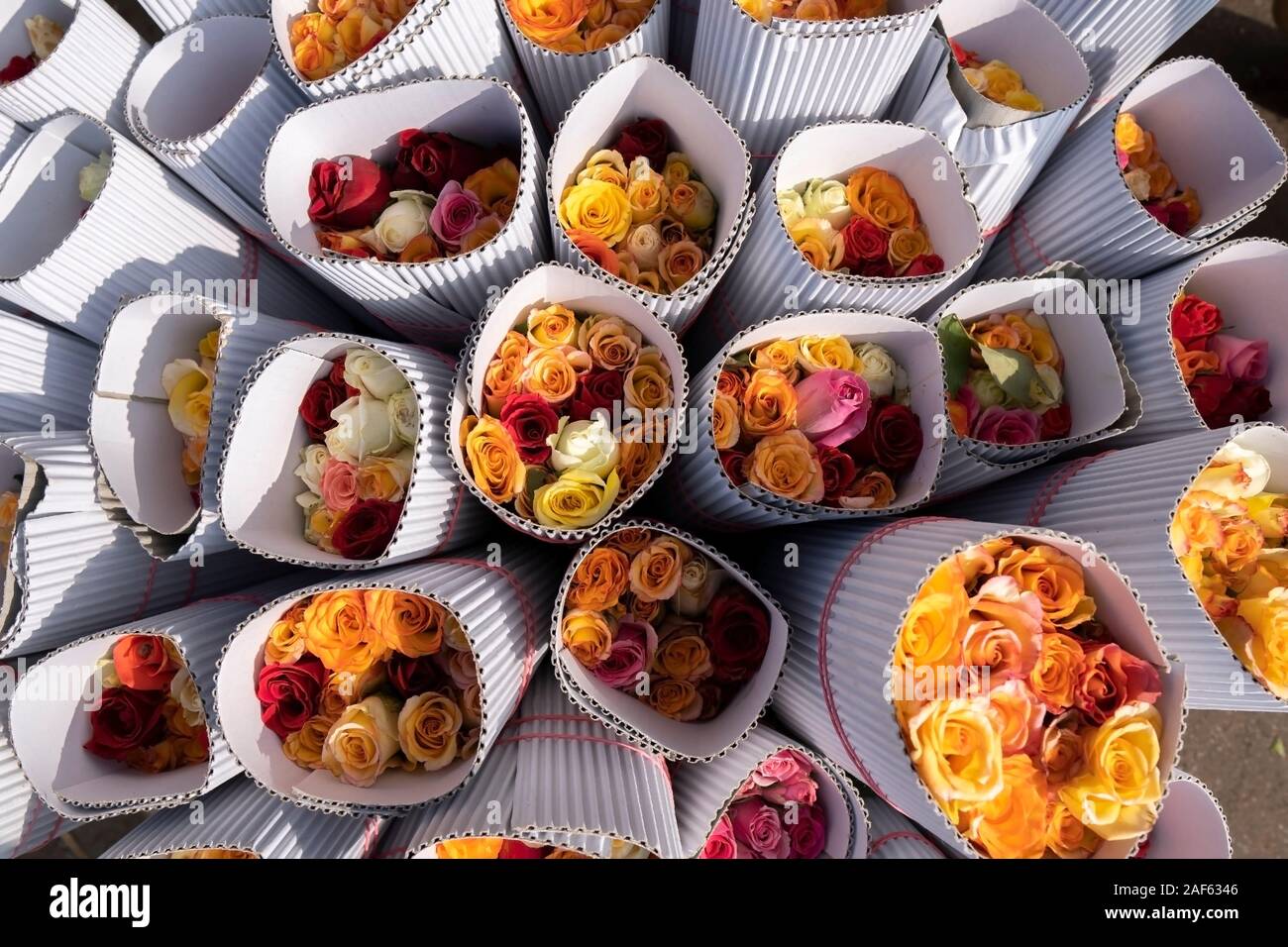 Differentes types de roses Banque de photographies et d’images à haute ...