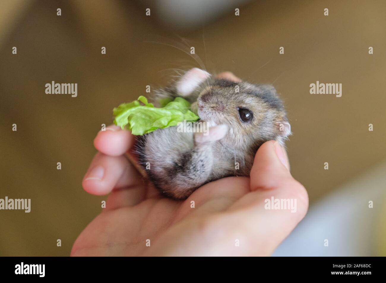 Petit gris duveteux hamster Dzungarian manger vert feuille de laitue dans la main de l'enfant Banque D'Images