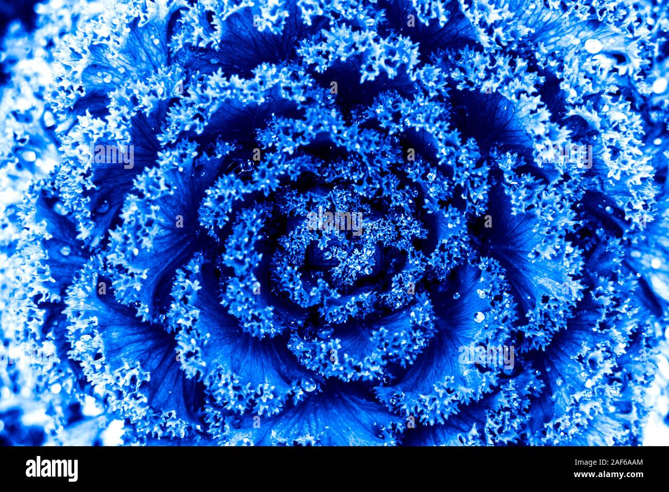 Close up fleur d'ornement décoratif en latin comme le chou, Brassica oleracea, dans le bleu. La principale tendance de l'année 2020 de couleur. Banque D'Images