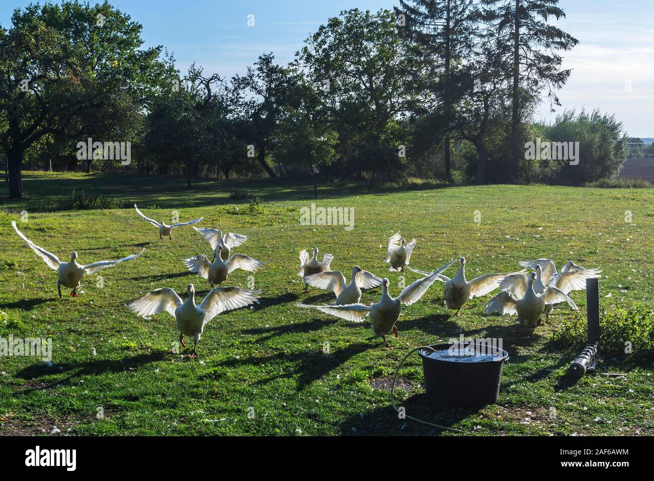 Oies (Anserinae) voltigeant sur une prairie d'abreuvoir, élevage, Mecklembourg-Poméranie-Occidentale, Allemagne Banque D'Images