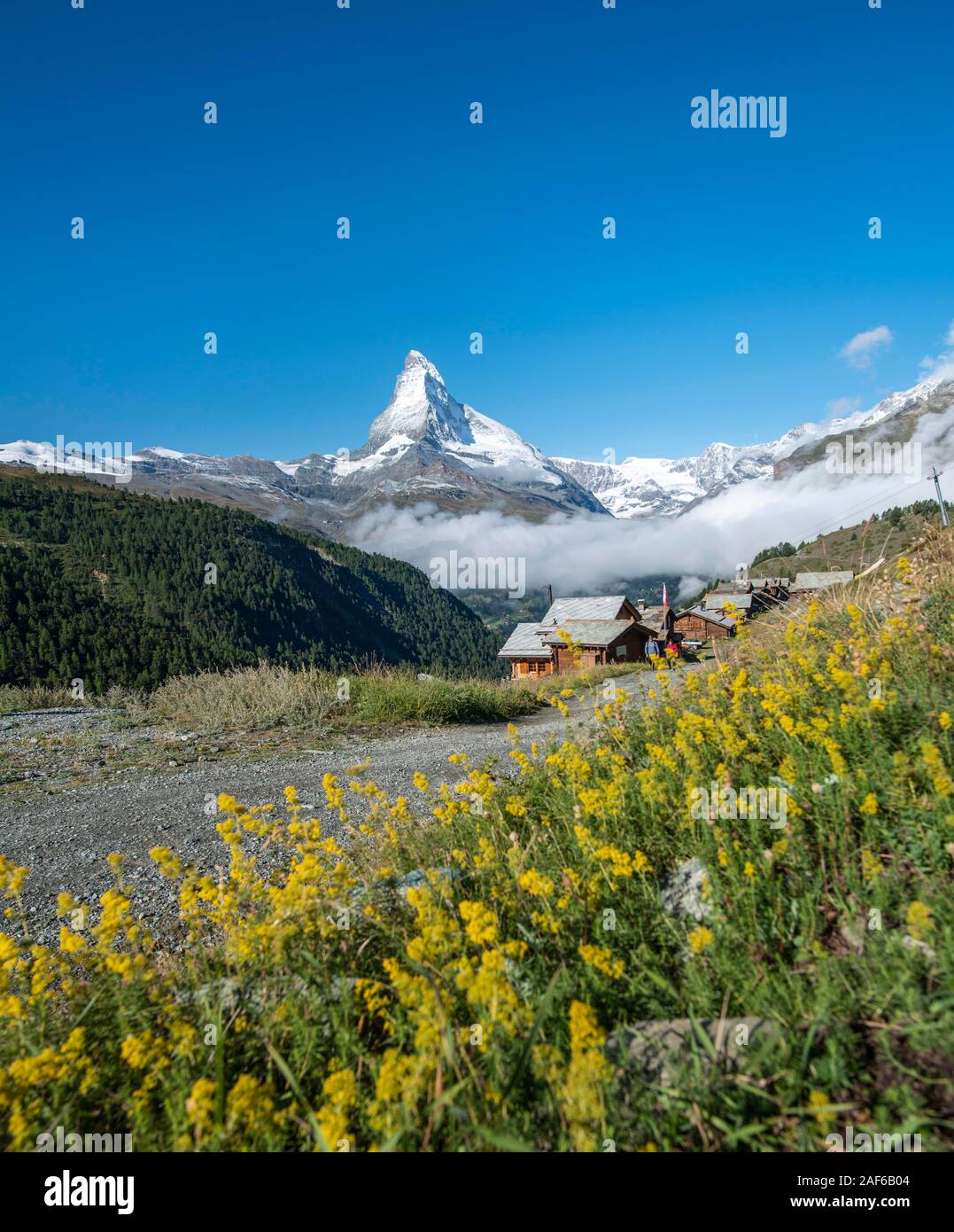 Fleurs jaunes en fleurs en face de Matterhorn, village de montagne avec des maisons en bois, Eggen, Valais, Suisse Banque D'Images