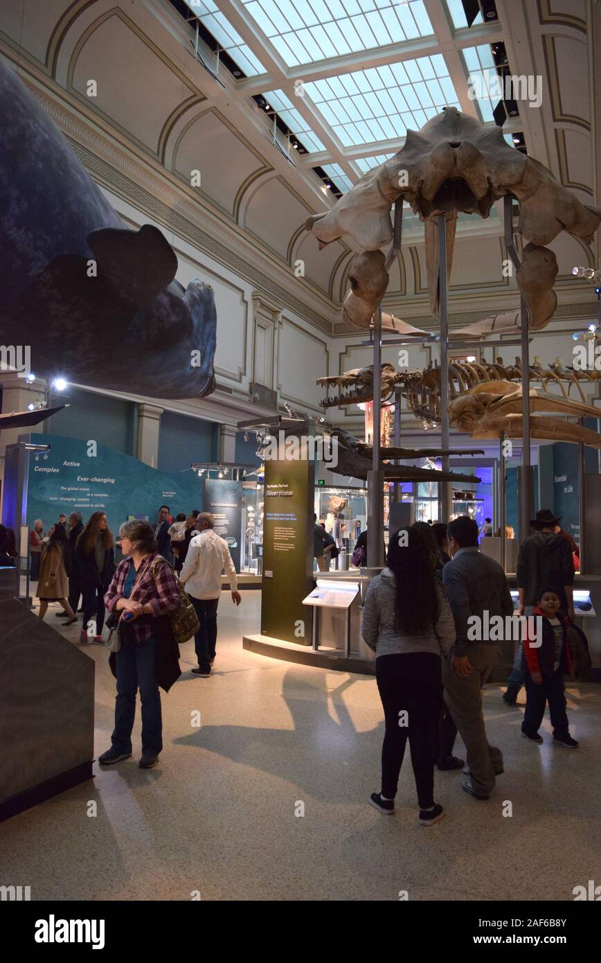L'affichage des visiteurs des expositions au musée Smithsonian d'histoire naturelle, l'un des musées les plus visités aux États-Unis. Banque D'Images