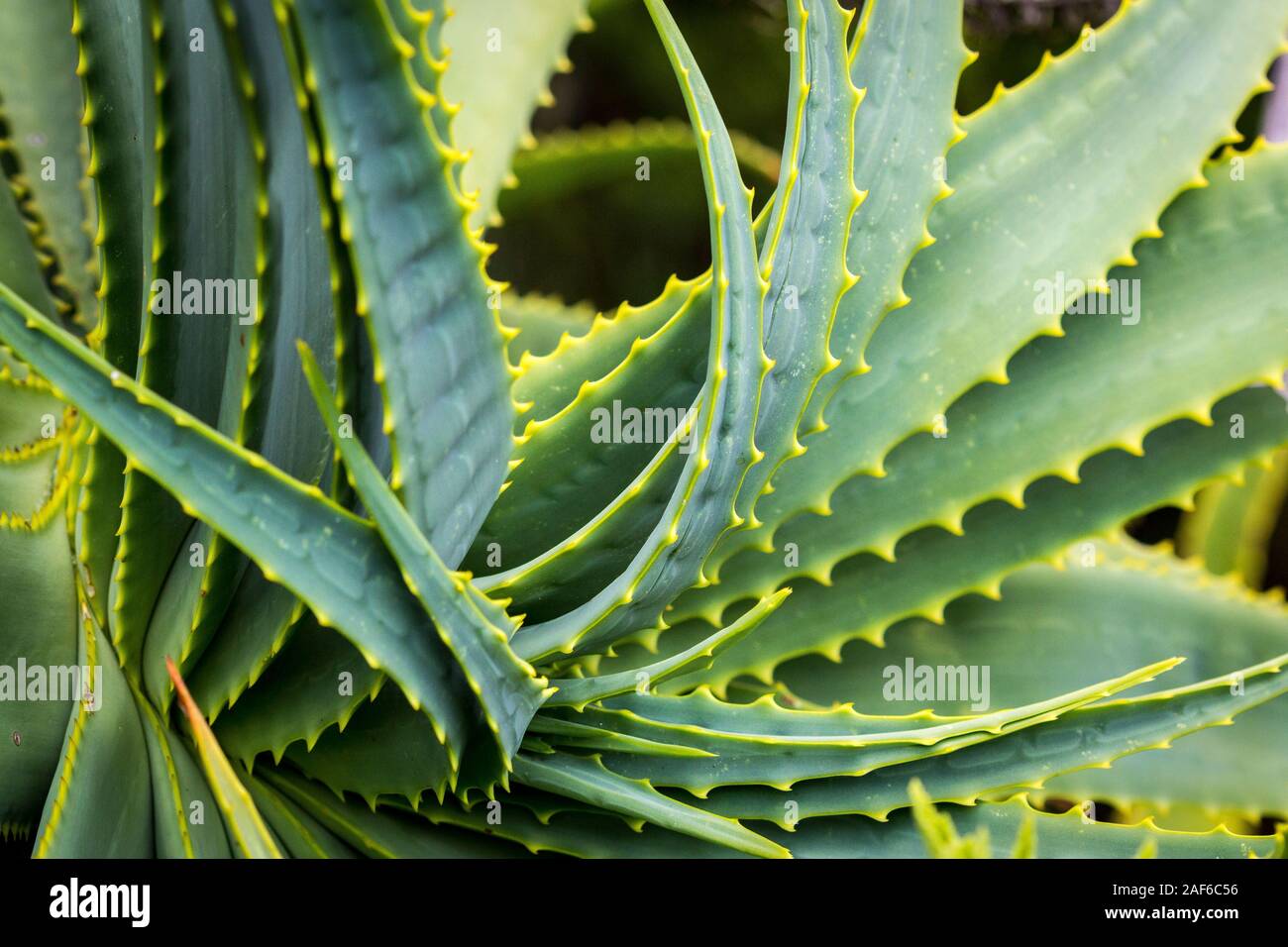 Détails d'une plante succulente vert Banque D'Images