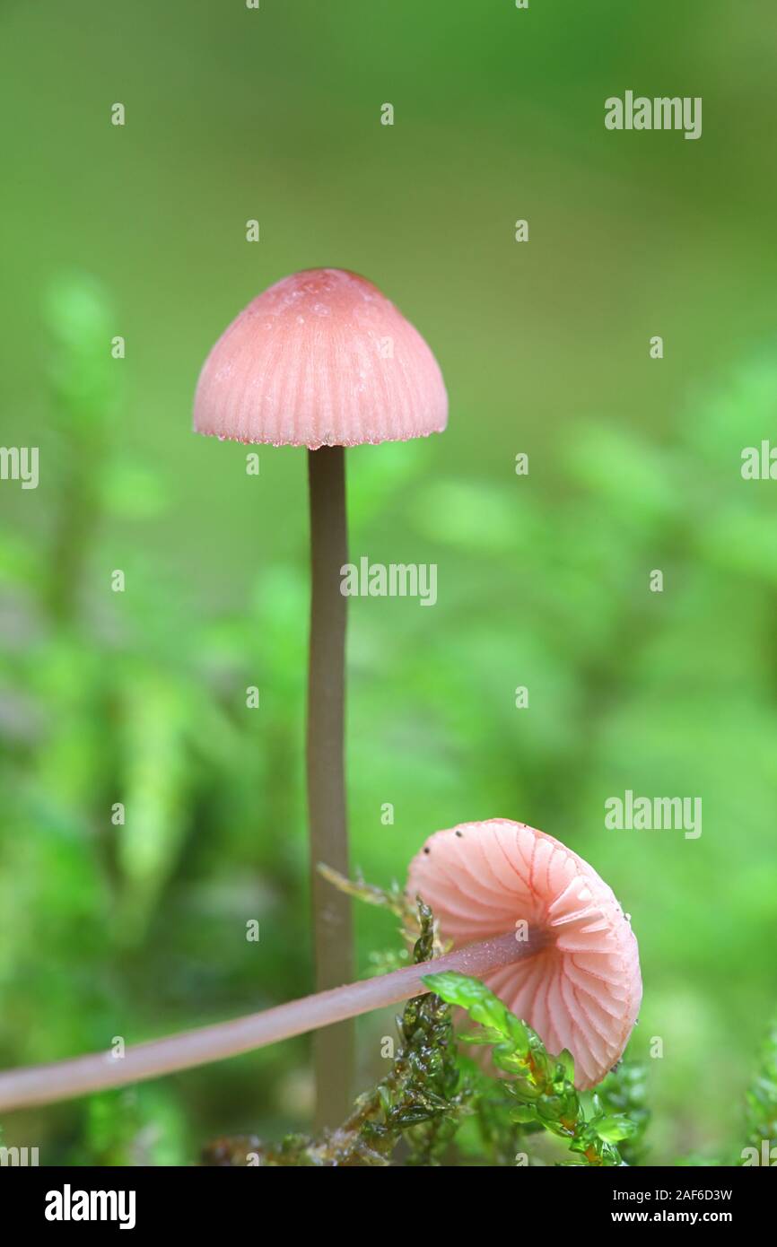 Mycena rosella, connu sous le nom de bonnet rose, à partir de la Finlande aux champignons sauvages Banque D'Images