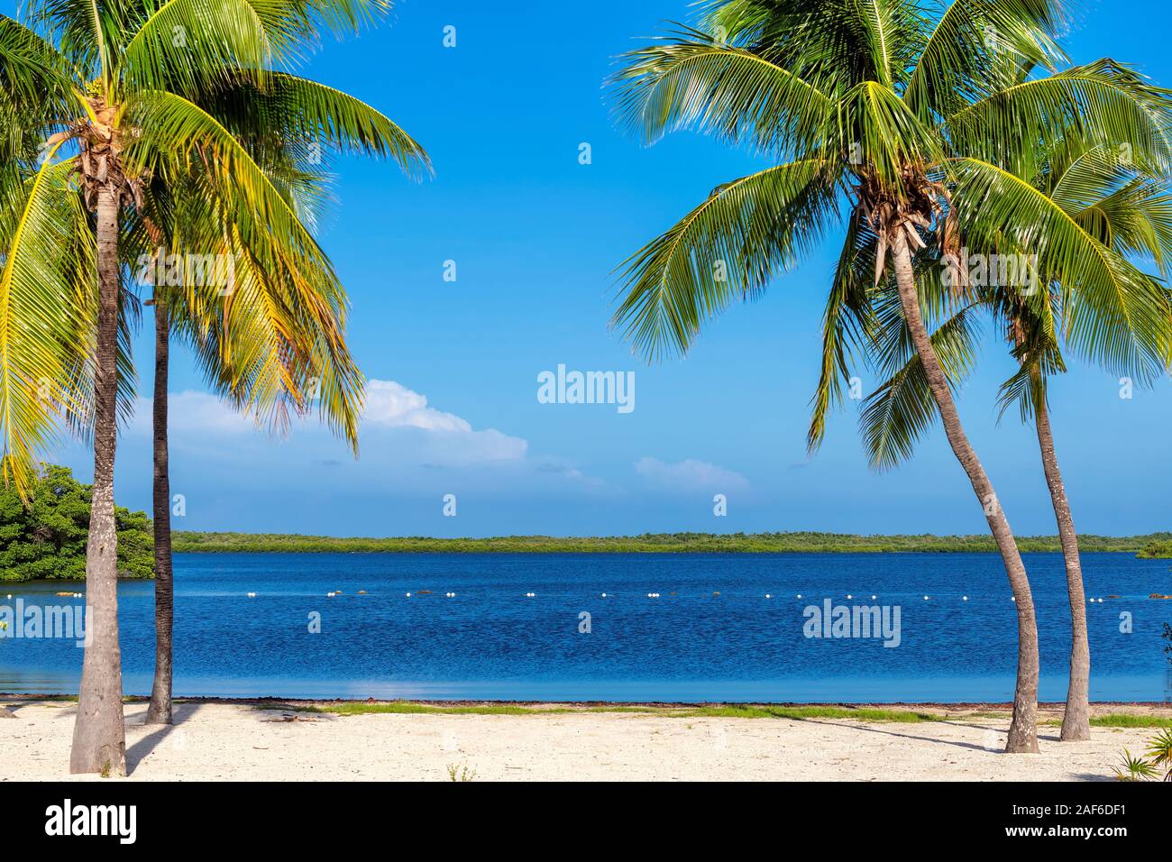 Palmiers tropicaux sur une plage de sable de Florida Keys. Banque D'Images