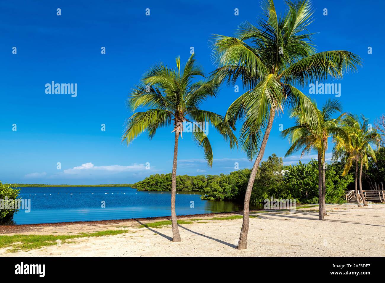 Palmiers tropicaux sur une plage de sable de Florida Keys. Banque D'Images