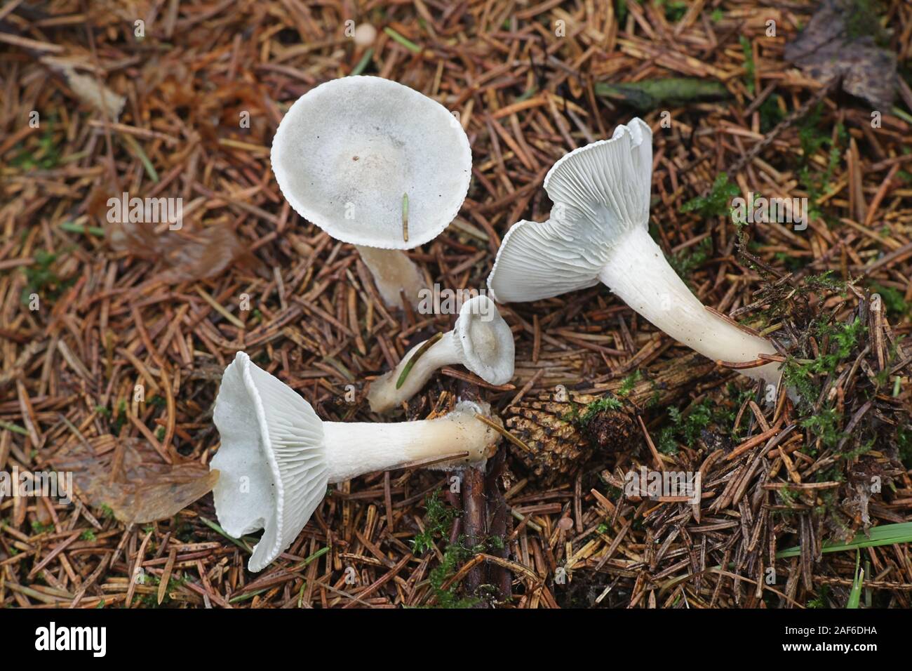 L'odora Clitocybe, connu comme l'Anis Toadstool ou entonnoir d'anis, de la pac à partir de champignons en Finlande Banque D'Images