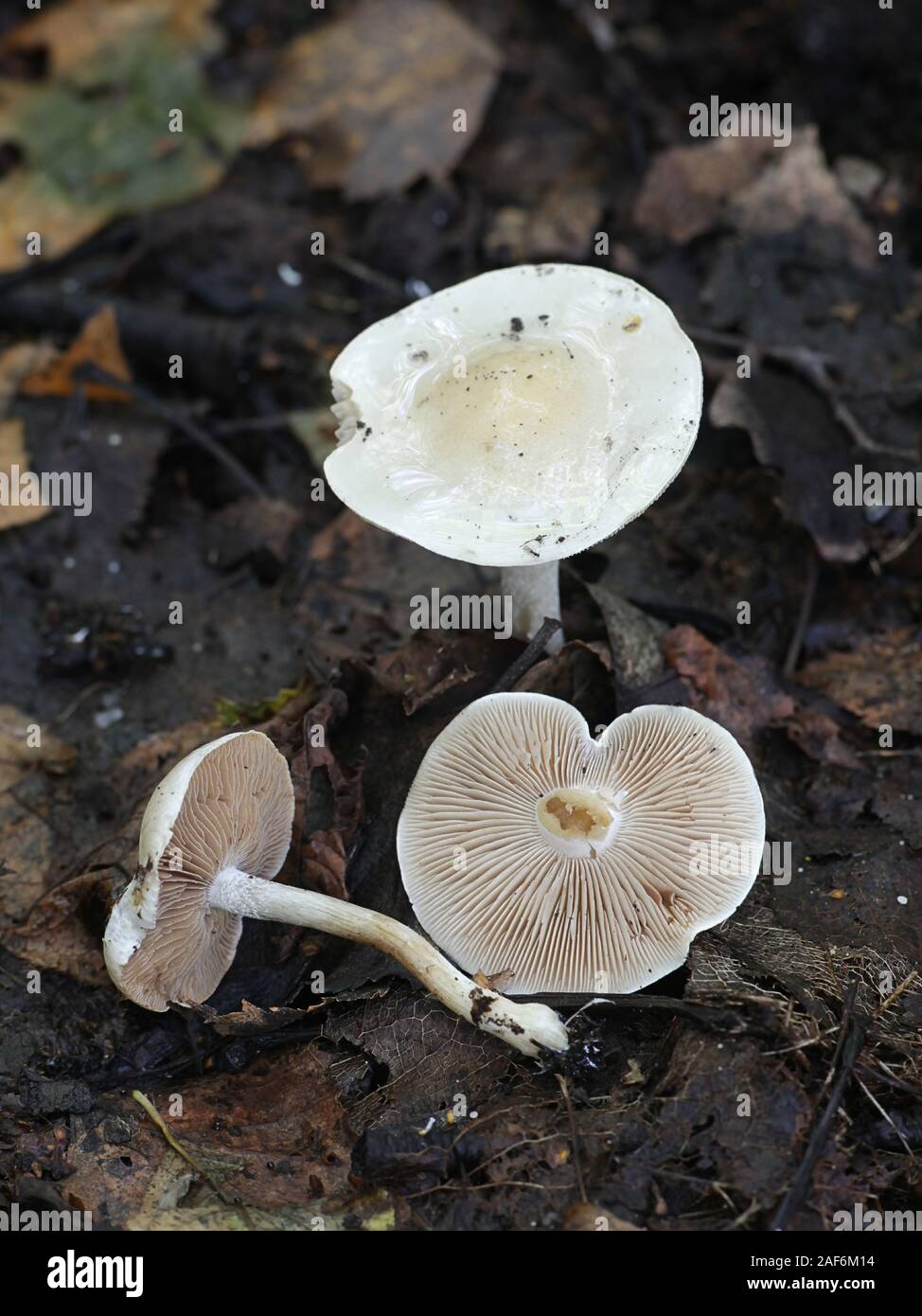 Hebeloma crustuliniforme, connu sous le nom de poison pie ou fairy cakes, des champignons vénéneux de Finlande Banque D'Images