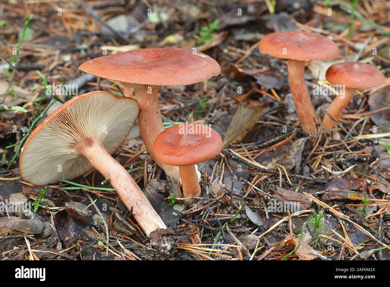 Lactarius rufus, connu sous le nom de Colibri roux milkcap, ou le lait chaud, le rouge des champignons comestibles de la Finlande Banque D'Images