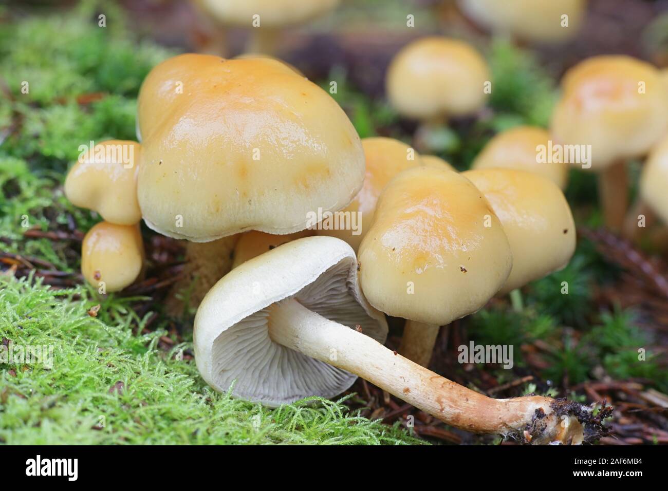 Hypholoma capnoides, connu sous le nom de touffe de conifères, des champignons comestibles de la Finlande Banque D'Images
