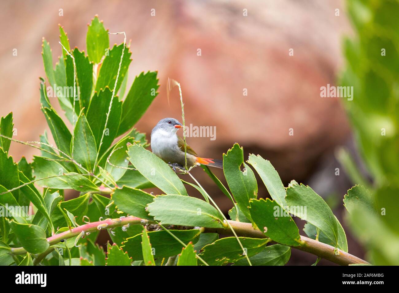 Un swee waxbill (Coccopygia bimaculatus) assis sur un brin d'herbe et de préparation des graines Banque D'Images