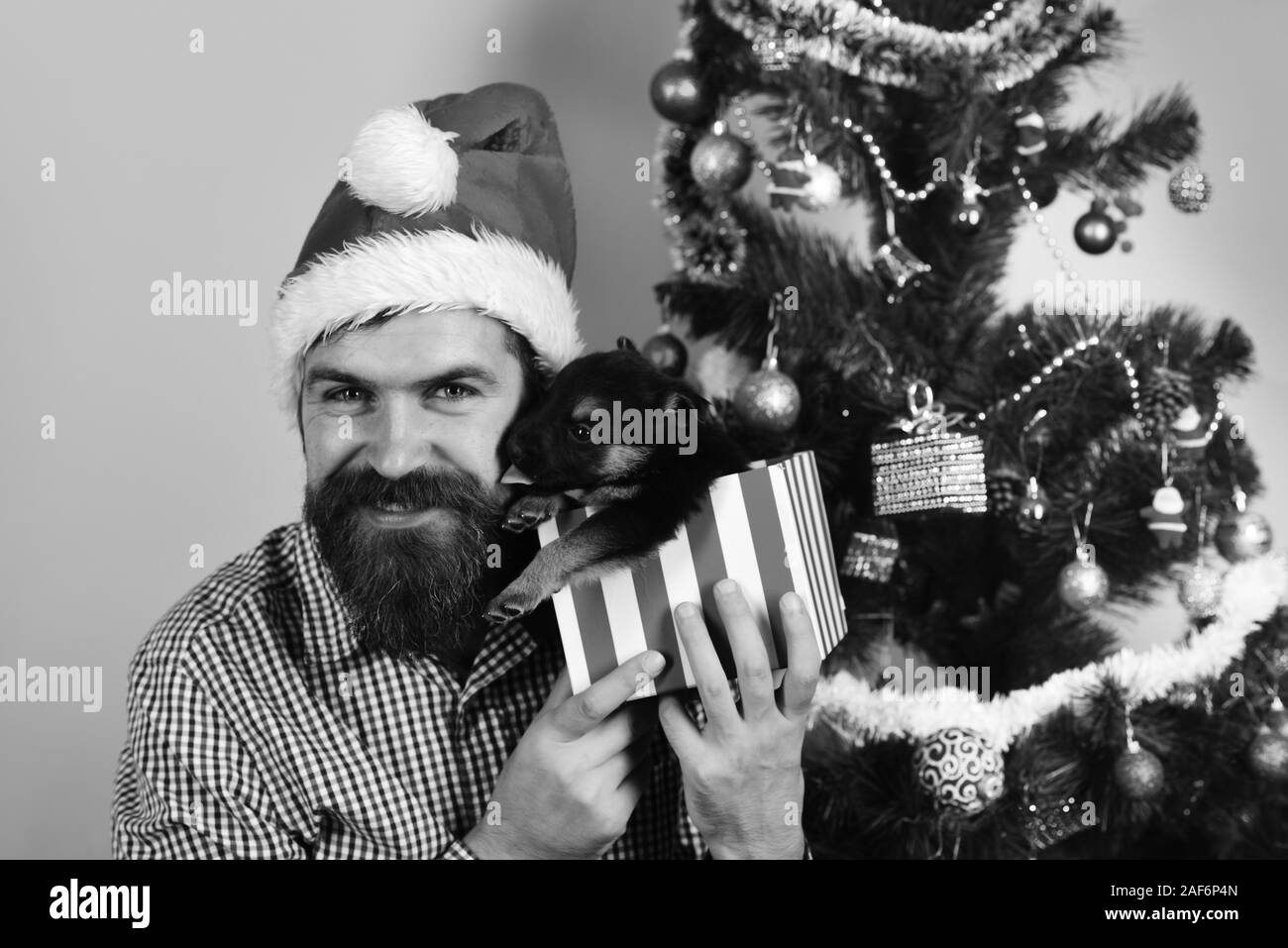 L'homme à Noël hat joue avec chiot. Guy avec happy face dépaquète présent fort sur fond rose. Nouvelle année de chien concept. Santa obtient baisers de petit chien près de l'arbre de Noël. Banque D'Images