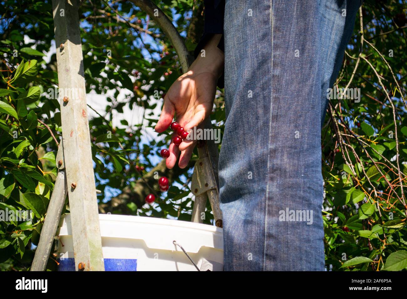 Les droits de l'est de choisir les cerises dans le jardin, la photo en gros comme une chute de baies dans un seau Banque D'Images