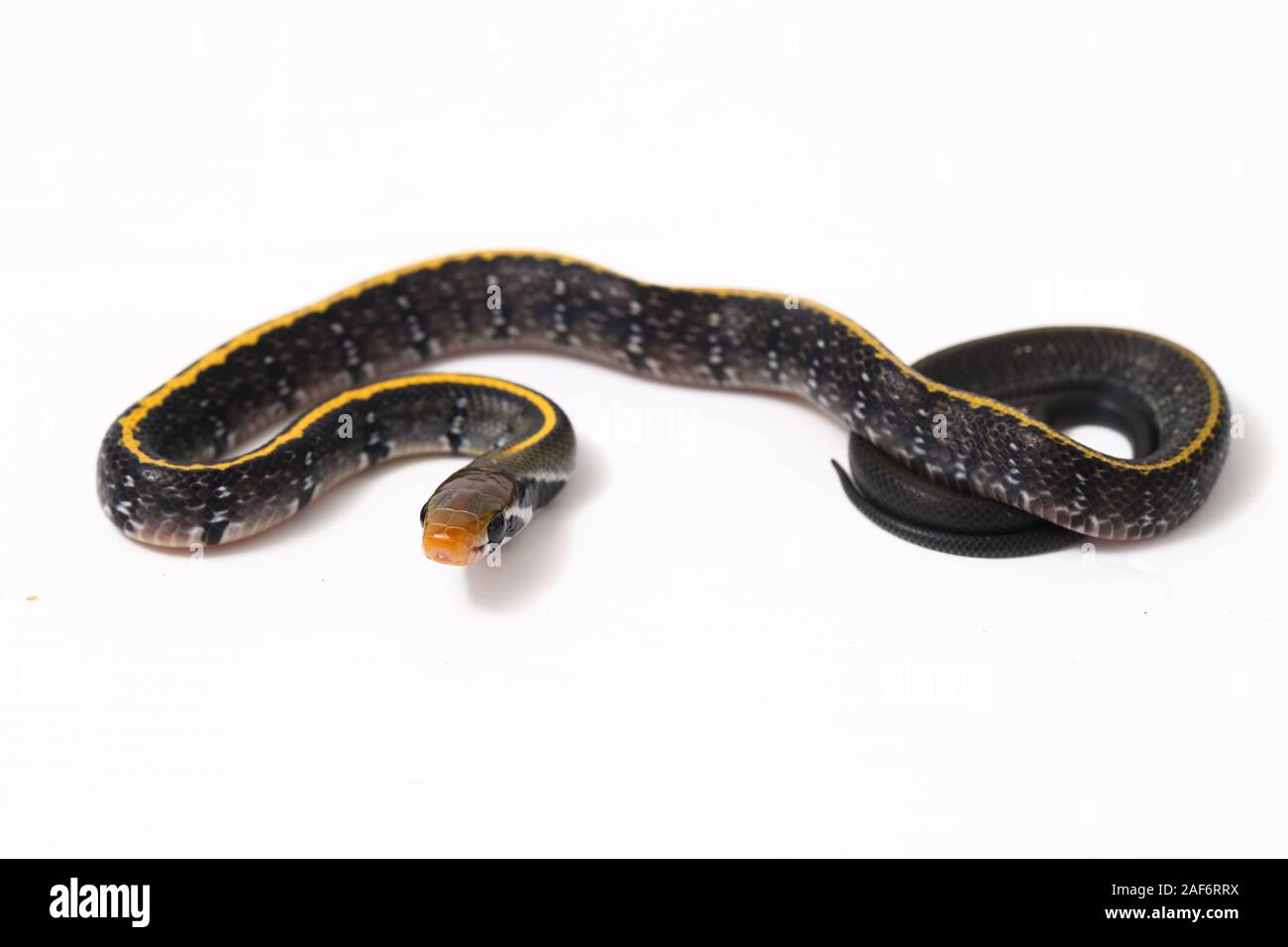 Coelognathus flavolineatus, le cuivre noir rat snake ou serpent rayé jaune, isolé sur fond blanc Banque D'Images