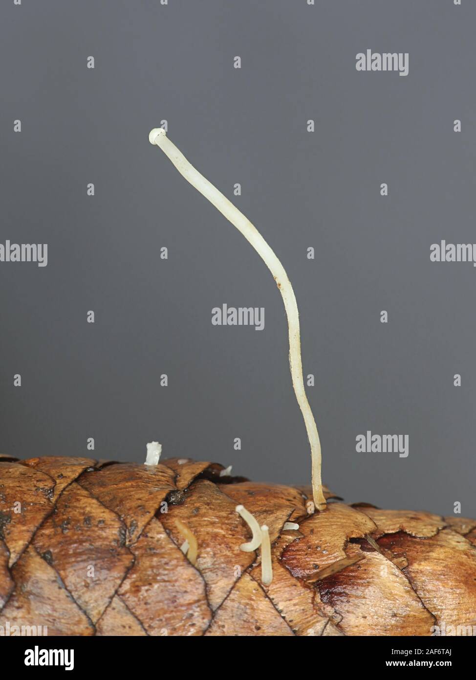 Strobilurus esculentus de pousses d'automne, connu comme sprucecone pac, champignon sauvage de la Finlande Banque D'Images