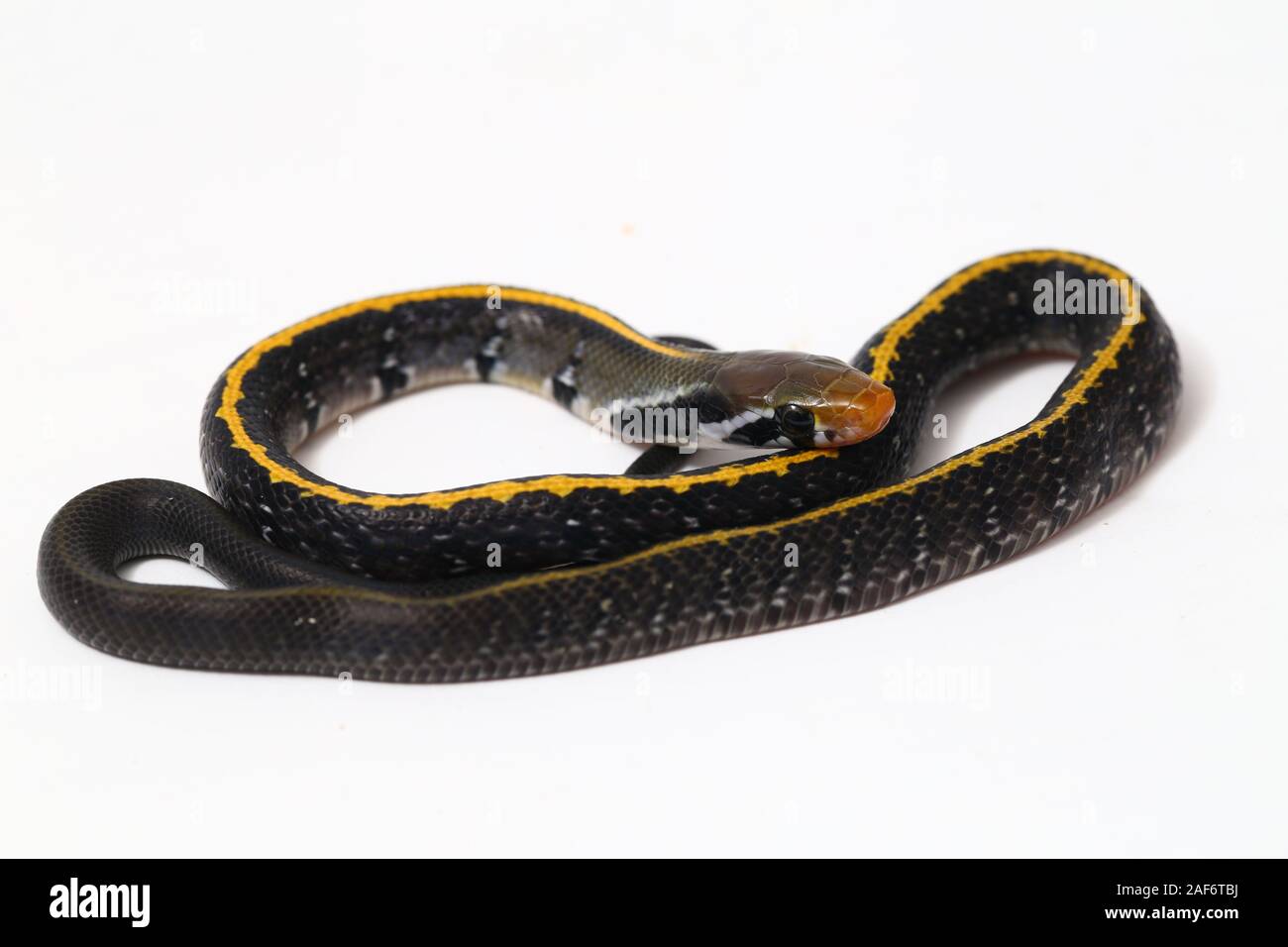 Coelognathus flavolineatus, le cuivre noir rat snake ou serpent rayé jaune, isolé sur fond blanc Banque D'Images