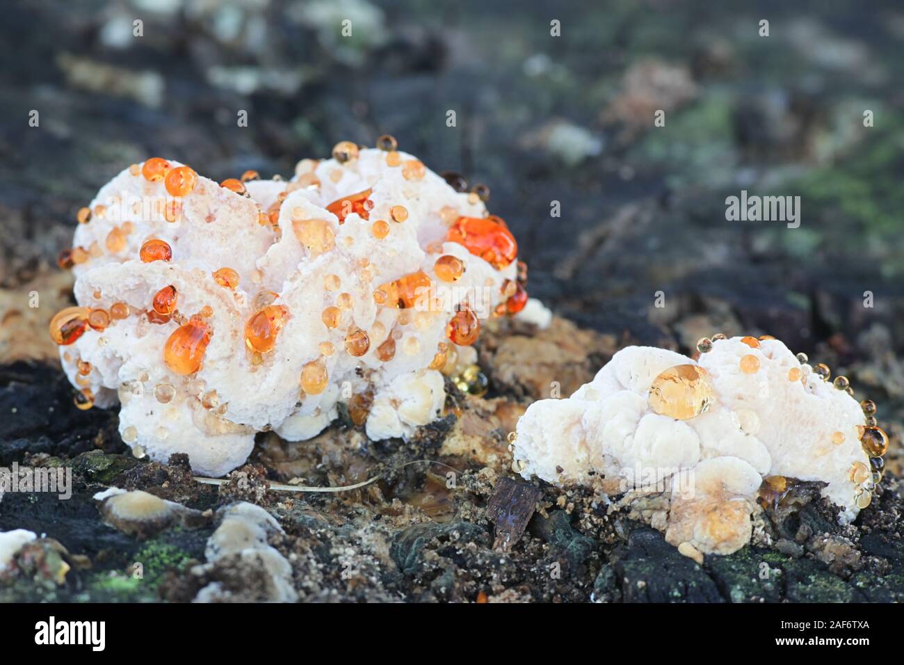 Hydnellum ferrugineum, connu sous le nom de la dent ou farineuse de couleur rouge-brun corky spine champignon, champignons sauvages de Finlande dent Banque D'Images