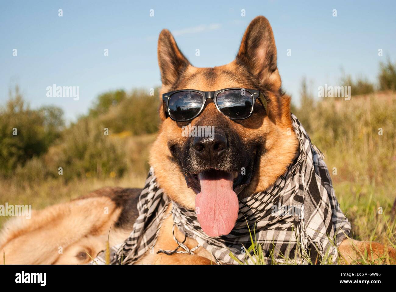 Berger allemand porte des lunettes et foulard Banque D'Images