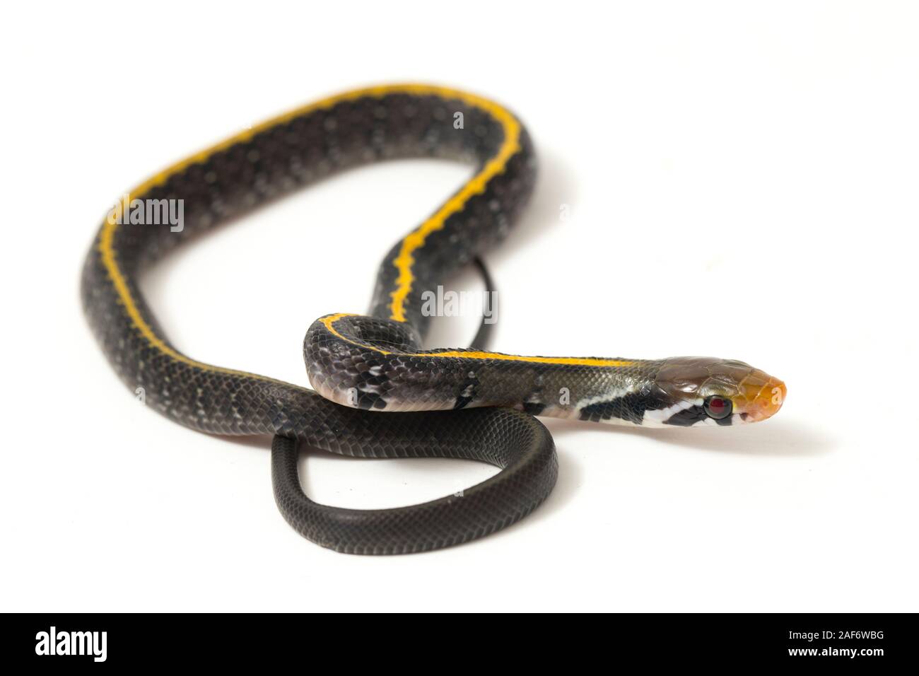 Coelognathus flavolineatus, le cuivre noir rat snake ou serpent rayé jaune, isolé sur fond blanc Banque D'Images