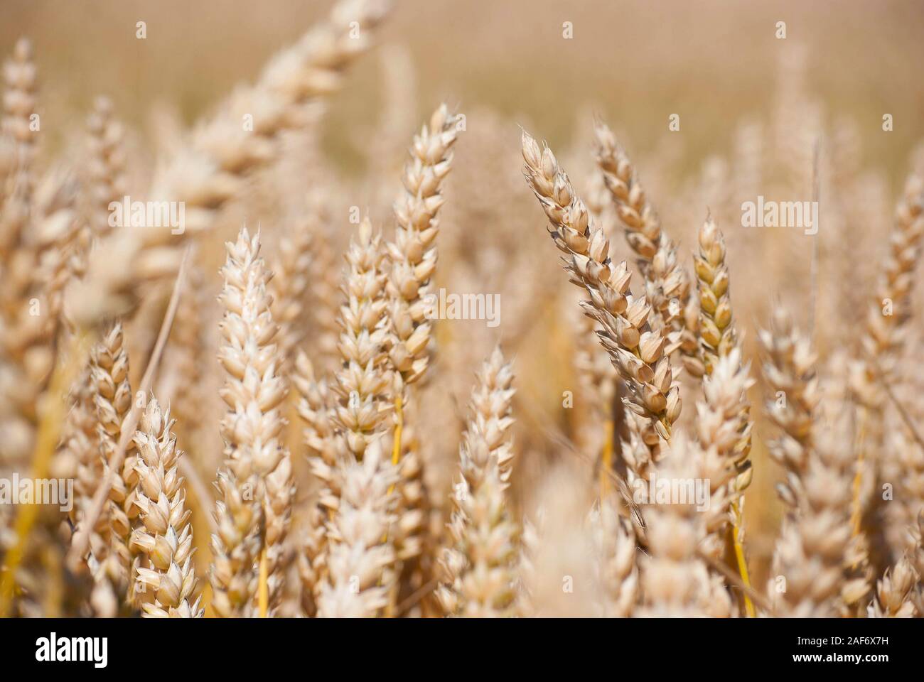 Les épis de blé d'or dans le champ d'été Banque D'Images