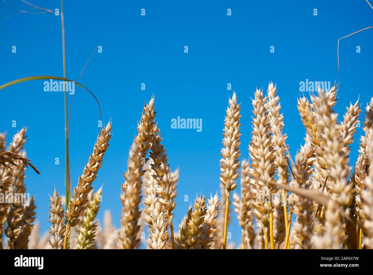 Les épis de blé d'or avec le ciel bleu clair sur l'arrière-plan Banque D'Images