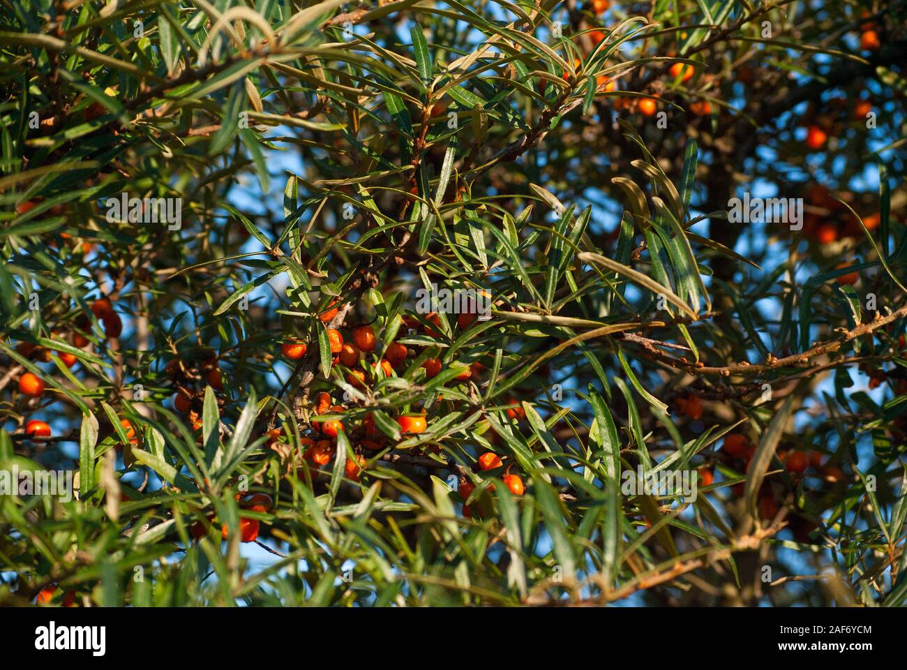L'Argousier sauvage, des baies orange sur un arbuste Banque D'Images
