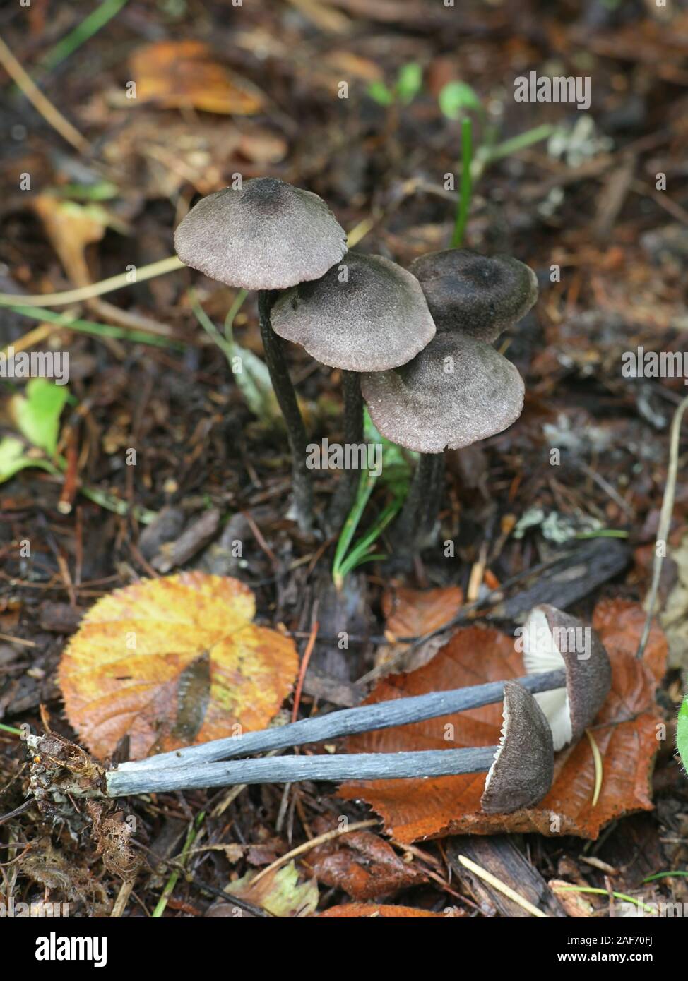 Entoloma tjallingiorum Pinkgill, connu sous le nom de champignons poilue Banque D'Images