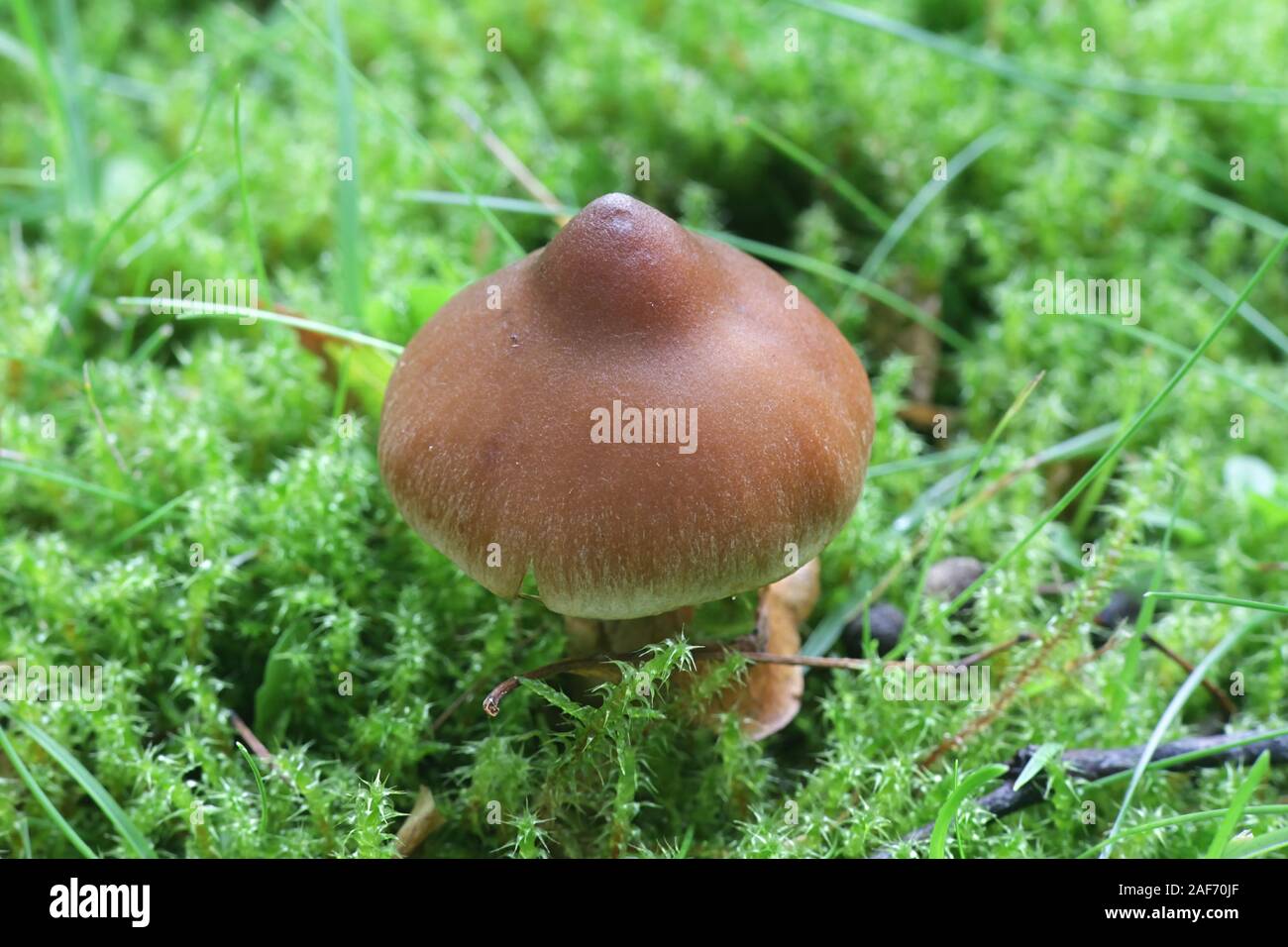 Cortinarius hinnuleus Webcap terreux, connu sous le nom de champignons sauvages, à partir de la Finlande Banque D'Images