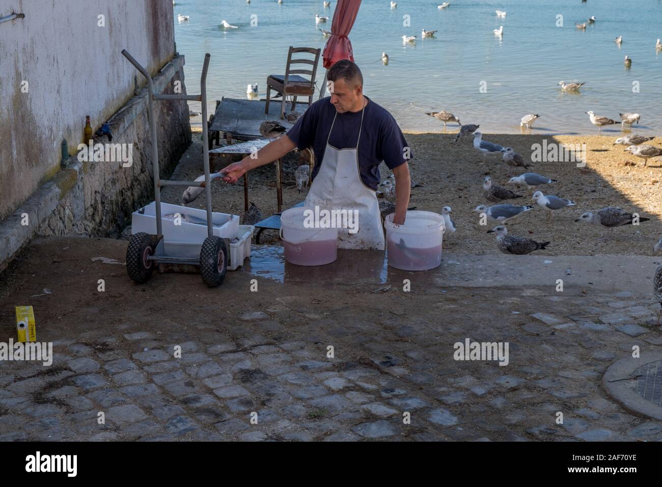 Les pêcheurs de l'éviscération du poisson par le bord de l'eau avec les goélands présents. Banque D'Images