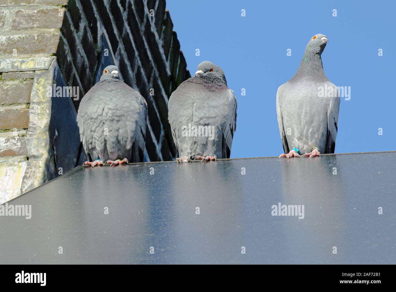 Trois pigeons grelottant de froid sur le bord d'un collecteur solaire Banque D'Images