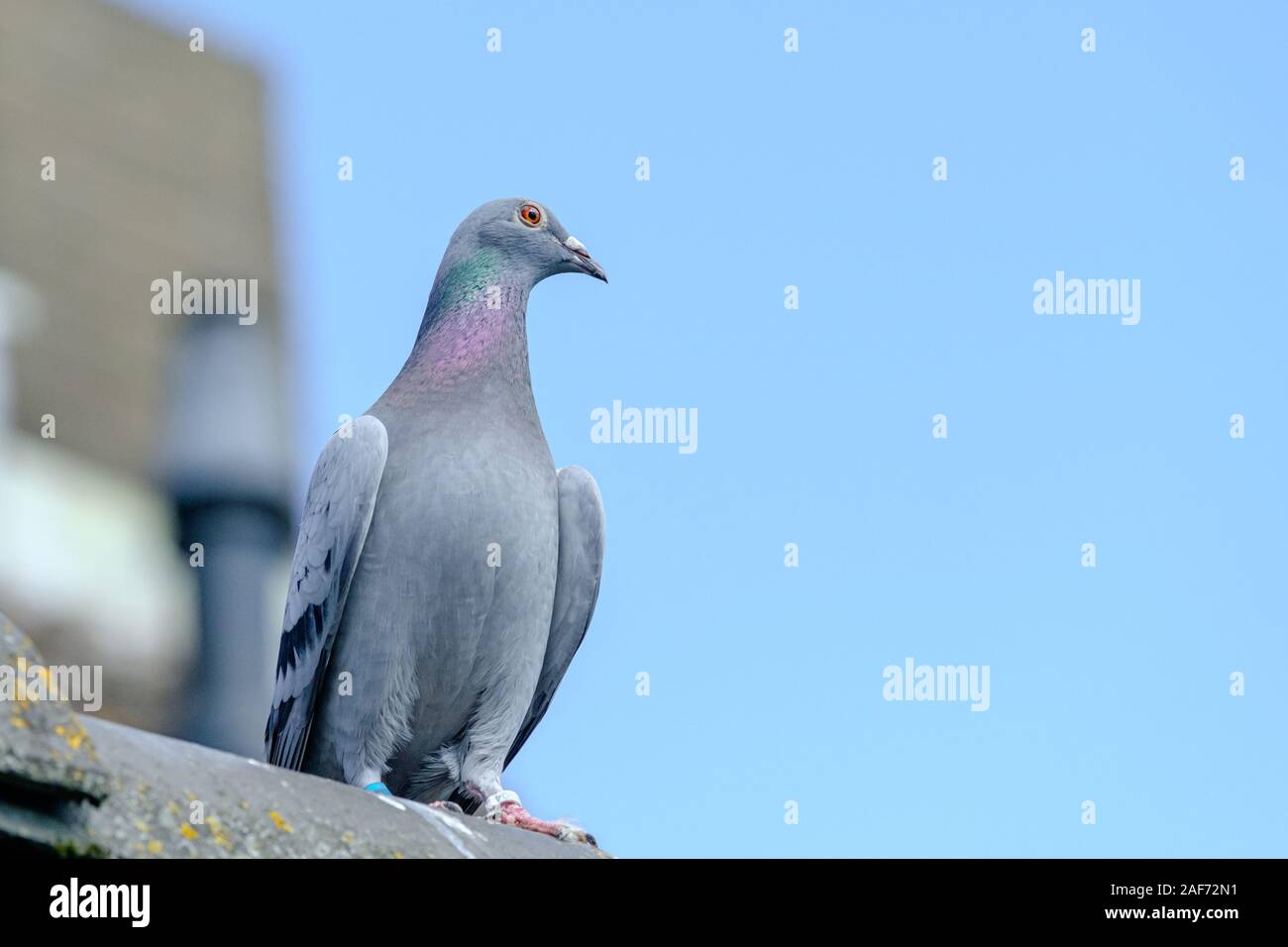 D'un pigeon sur le toit Banque D'Images