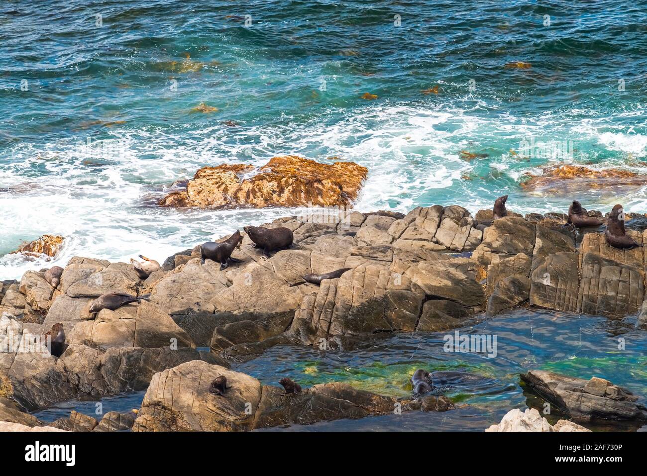 Les Lions de mer sur les rochers, l'île kangourou en Australie Banque D'Images