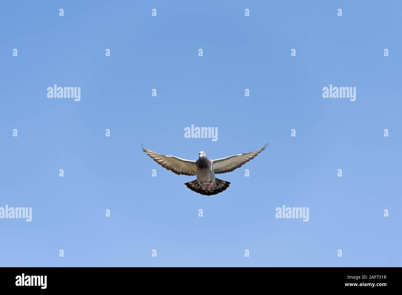 Le pigeon de vol stationnaire dans le ciel bleu clair Banque D'Images Le pigeon de vol stationnaire dans le ciel bleu clair Banque D'Images