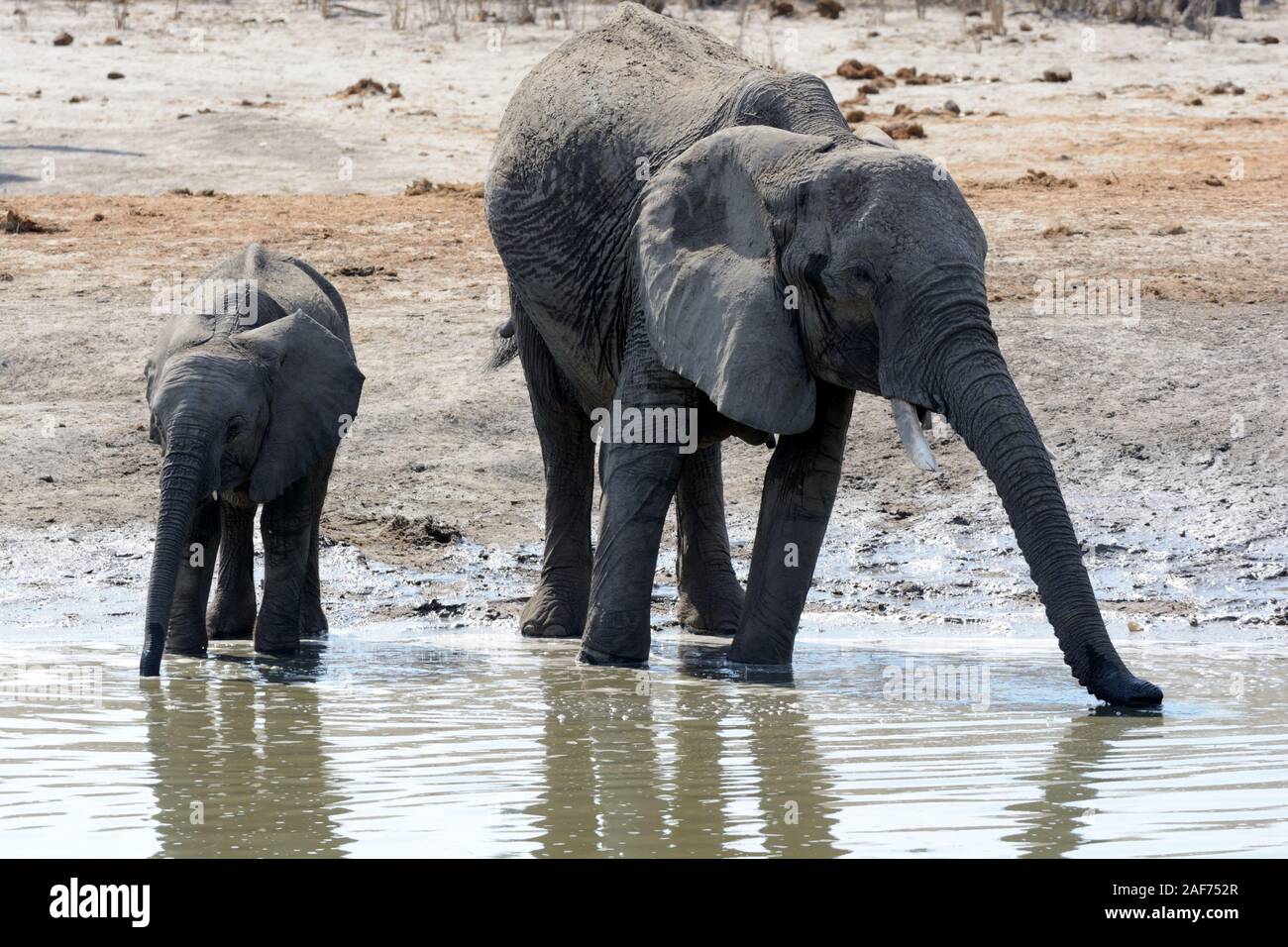 Mère et bébé éléphant de l'eau potable pendant une saison sèche Afrique Botswana Moremi National Park Banque D'Images